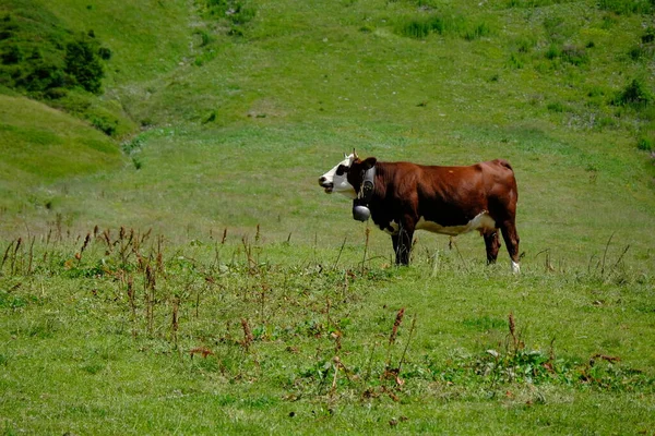 Groupe Vaches Sur Colline Couverte Verdure — Photo