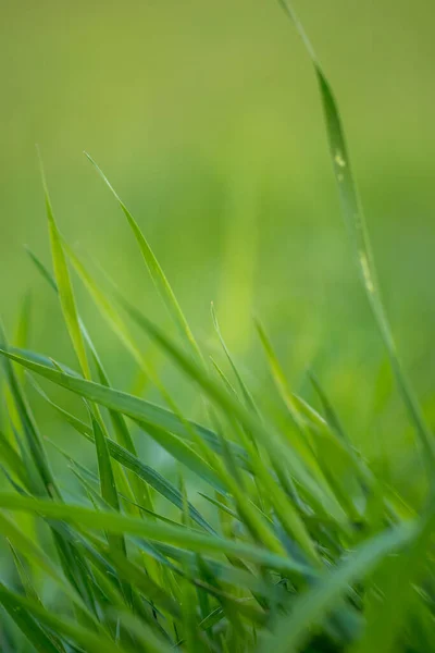 フィールド内の新鮮な 緑の牧草地のクローズアップショット — ストック写真