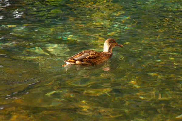 Ένα Κοντινό Πλάνο Μιας Πάπιας Που Κολυμπάει Στη Λίμνη — Φωτογραφία Αρχείου