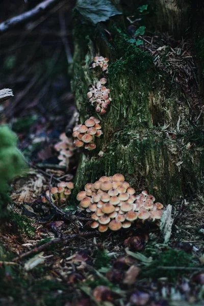 Uma Vista Serena Cogumelos Tronco Musgoso Uma Floresta Encantadora — Fotografia de Stock