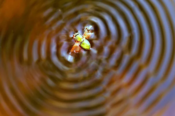 一只小苍蝇在水里游泳的特写镜头 周围波涛汹涌 — 图库照片