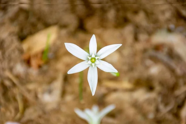 庭のベツレヘムの花の庭の星の選択的フォーカスショット — ストック写真