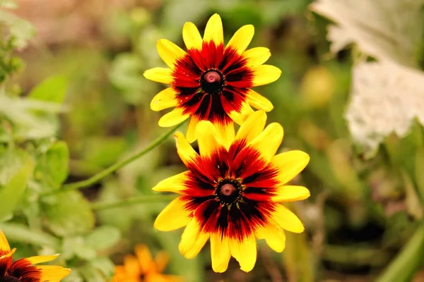 A closeup of two beautiful blanket flowers growing in a sunny garden with a blurry background