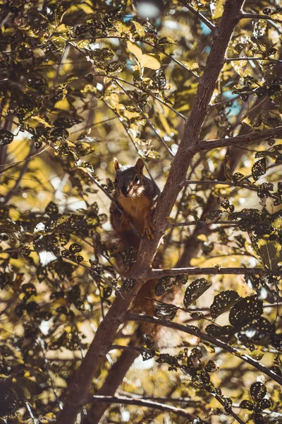 カメラに向かってまっすぐに見える木の上のスクワイルの垂直ショット — ストック写真