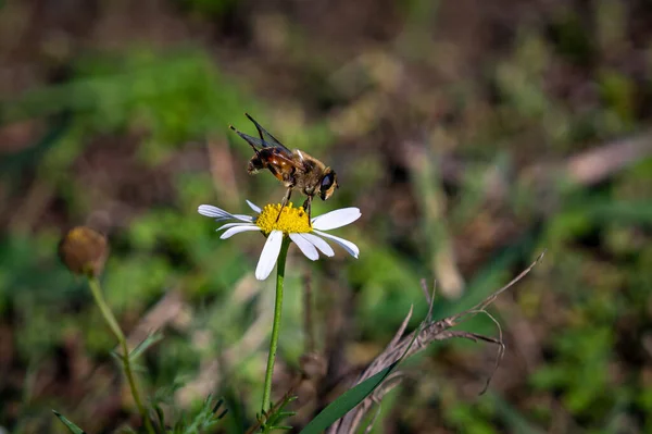 Egy Méhecske Közelsége Egy Fehér Virágon Kertben — Stock Fotó