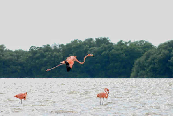 Eine Aufnahme Des Fliegenden Amerikanischen Flamingos Phoenicopterus Ruber Und Der — Stockfoto