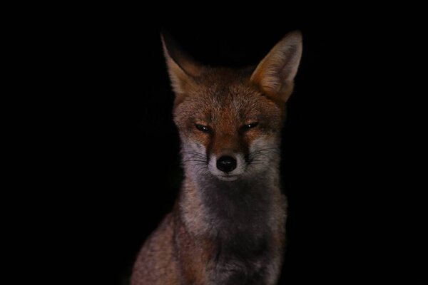 A closeup of a red sly fox staring into the distance on a black background