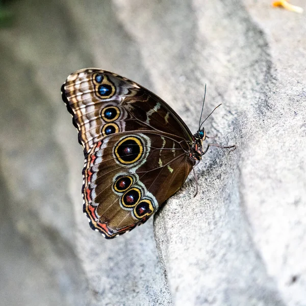 Closeup Butterfly Stone — Stock Photo, Image