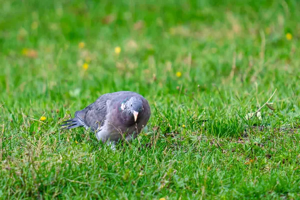 들판을 귀여운 비둘기의 — 스톡 사진
