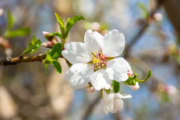 木の上で桜の花の選択的フォーカスショット — ストック写真