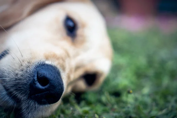 Крупный План Счастливой Золотистой Собаки Ретривера Саду — стоковое фото