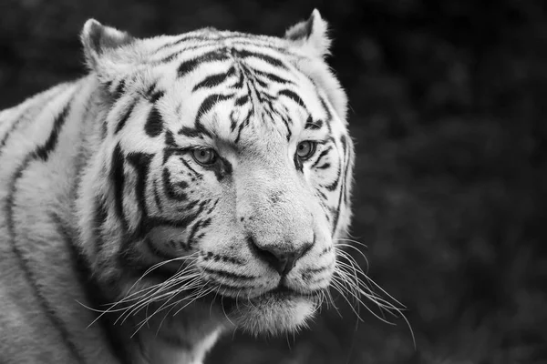 Svart Och Vit Bild Vit Tiger — Stockfoto