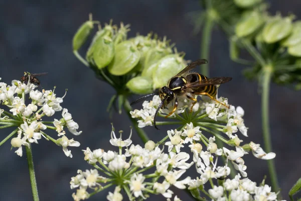 Primer Plano Una Abeja Sobre Una Flor Sobre Fondo Borroso —  Fotos de Stock