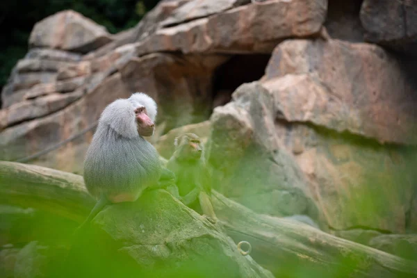 Une Mise Point Sélective Babouins Dans Zoo — Photo