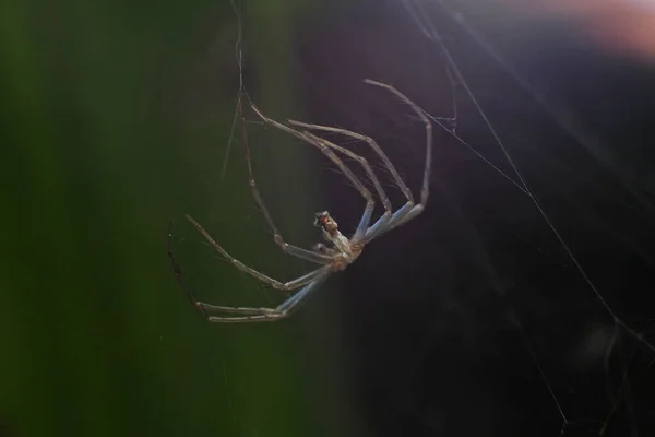 Detailní Záběr Pavouka Jeho Pavučině Rozmazaném Pozadí — Stock fotografie