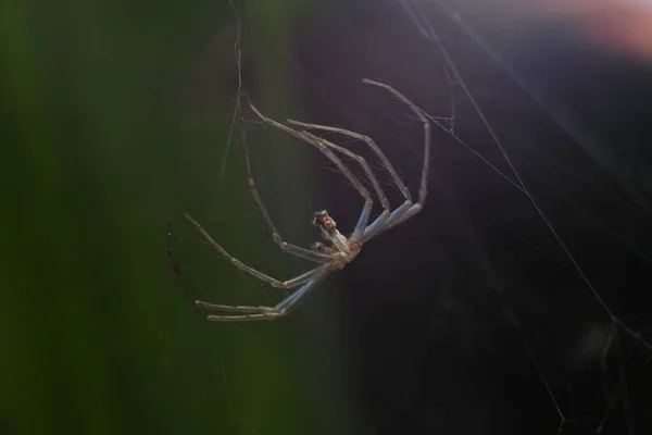 Close Uma Aranha Sua Teia Fundo Turvo — Fotografia de Stock