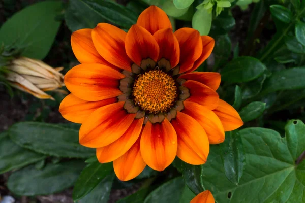 Ένα Κοντινό Πλάνο Μιας Όμορφης Πορτοκαλί Μαργαρίτας Έναν Κήπο — Φωτογραφία Αρχείου