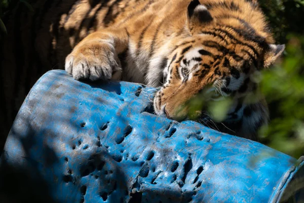 Під Дією Сонячного Світла Сибірський Тигр Витискає Шматок Синьої Шкіри — стокове фото