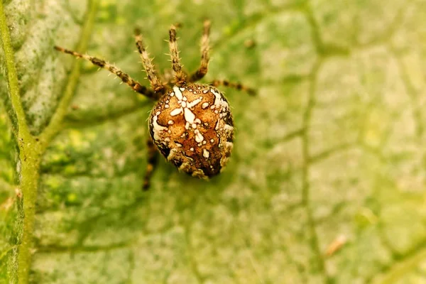 Detailní Záběr Malého Pavouka Zářivě Zeleném Listu Rozmazaným Pozadím — Stock fotografie