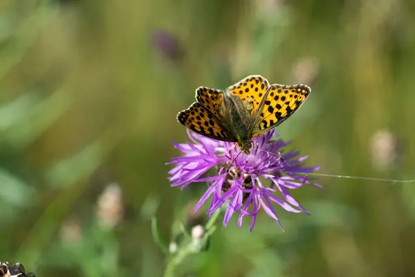 蝴蝶在植物上选择性地聚焦于蝴蝶的镜头 — 图库照片