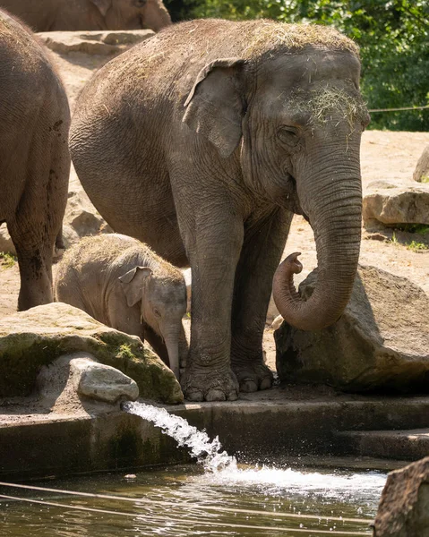 Plan Vertical Éléphant Avec Son Bébé Préparant Boire Eau Point — Photo