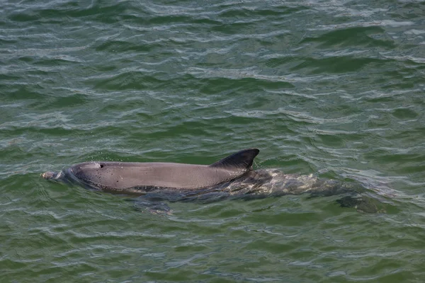 Delfin Przystani Porcie Whyalla Australia Południowa — Zdjęcie stockowe