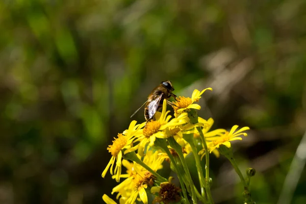 Ein Flachbild Foto Einer Biene Auf Gelben Blüten — Stockfoto