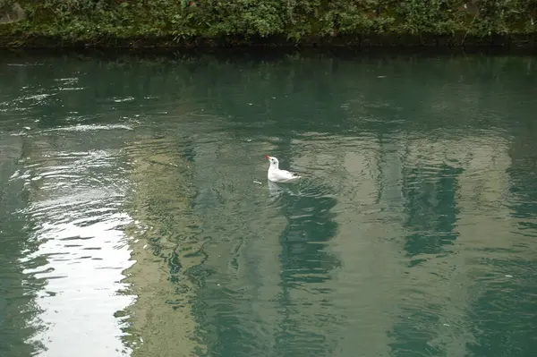 Ein Schöner Blick Auf Eine Möwe Die See Schwimmt — Stockfoto