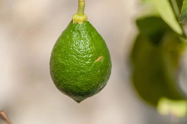 Селективный Снимок Крупным Планом Зеленого Лимонного Цитрусового Фрукта Свисающего Дерева — стоковое фото