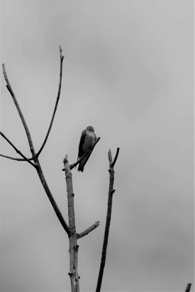 木の上に立っている鳥の垂直 灰色のショット — ストック写真