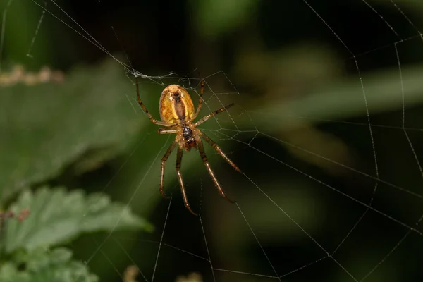森の中の植物の間に網を織るクモの巣の閉鎖 — ストック写真