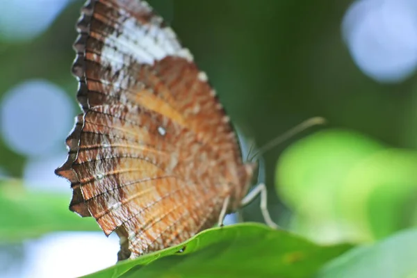 Een Close Shot Van Een Vlinder Met Bruine Vleugels Een — Stockfoto