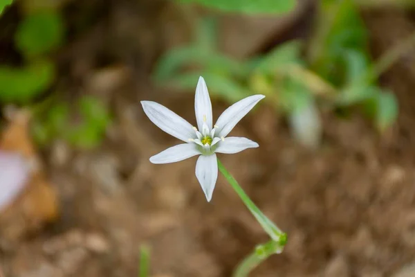 Selektywne Ujęcie Ostrości Gwiazdy Ogrodu Betlejem Kwiat Ogrodzie — Zdjęcie stockowe