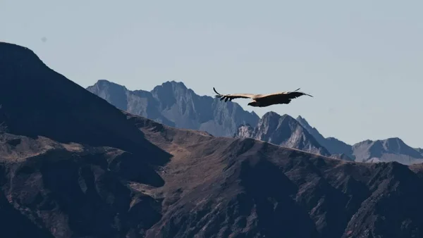 Tranquil View Vulture Flying High Rocky Mountains Wings Wide Open — Stock Photo, Image