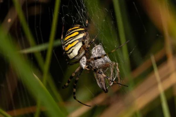 クモがクモの巣の上で虫を捕まえて織り上げた — ストック写真