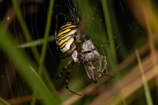 Een Close Van Een Spin Ving Een Insect Weefde Een — Stockfoto