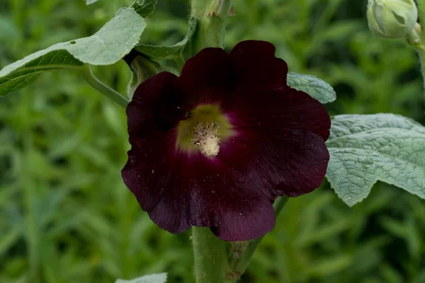 Gros Plan Une Fleur Dans Jardin — Photo