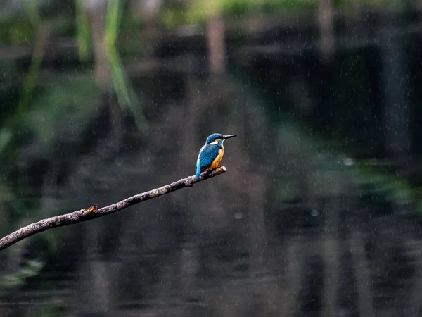 日本山田泉森林公园 一个普通的翠鸟栖息在池塘上方的树枝上 — 图库照片