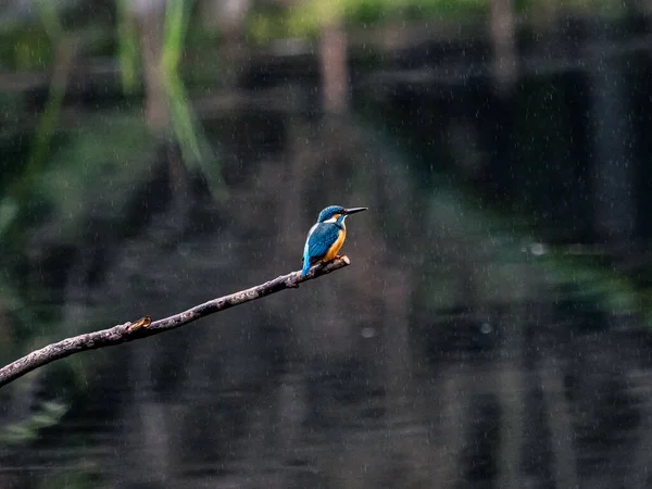 Vanlig Kungsfiskare Som Sitter Trädgren Över Damm Izumi Forest Park — Stockfoto