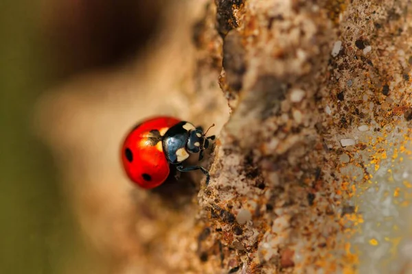 Macro Shot Cute Tiny Ladybug Walking Rock Blurry Background — Stock Photo, Image