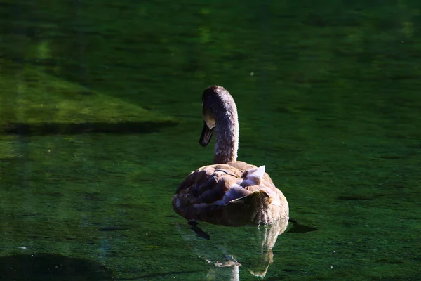 Angsa Coklat Mengambang Danau Hari Yang Cerah — Stok Foto