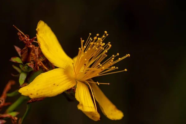 Närbild Hypericum Perforatum Blomma Trädgård — Stockfoto