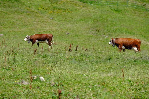 Grupo Vacas Colina Cobertas Vegetação — Fotografia de Stock