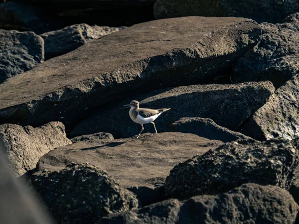 Deniz Kenarındaki Kayalarda Küçük Bir Halkalı Plover — Stok fotoğraf