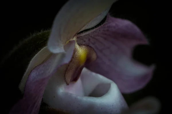 Close Uma Flor Roxa Macia Com Fundo Embaçado — Fotografia de Stock