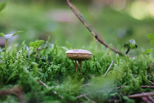 Ein Ruhiger Blick Auf Pilze Einem Bezaubernden Wald — Stockfoto