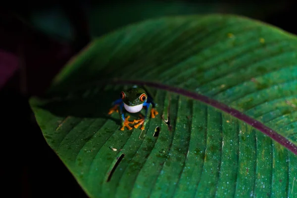 Yaprağın Üzerindeki Renkli Kosta Rika Kurbağasının Yakın Plan Fotoğrafı — Stok fotoğraf