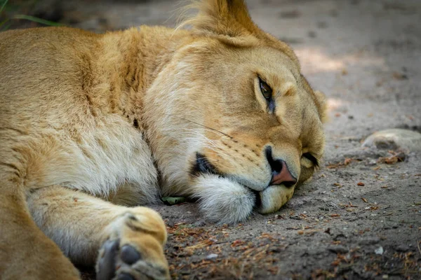 Schöne Aufnahme Eines Schlafenden Löwen — Stockfoto