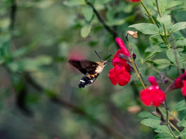 Focus Sélectif Maile Pilau Hornworm Volant Près Des Fleurs Rouges — Photo