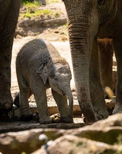 Plan Vertical Bébé Éléphant Mignon Avec Mère Point Eau Par — Photo